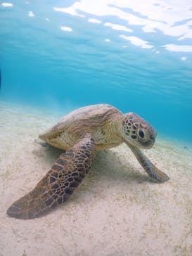 nico 宮古島に投稿された画像（2023/5/15）