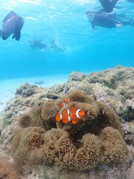 nico 宮古島に投稿された画像（2023/5/15）