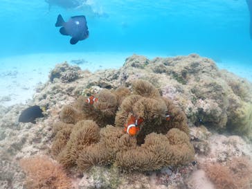 nico 宮古島に投稿された画像（2023/5/15）