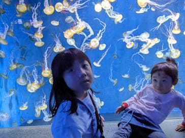 新江ノ島水族館に投稿された画像（2023/5/15）