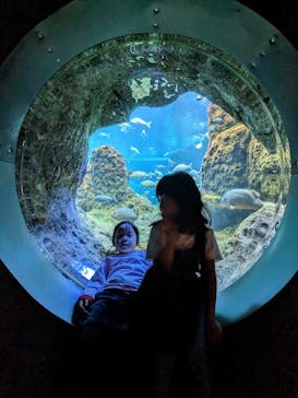 新江ノ島水族館に投稿された画像（2023/5/15）