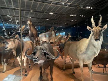 国立科学博物館に投稿された画像（2023/5/15）