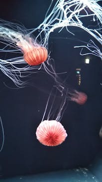 サンシャイン水族館に投稿された画像（2023/5/15）