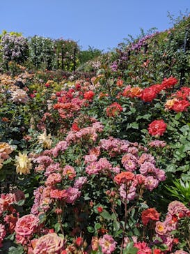 横浜イングリッシュガーデンに投稿された画像（2023/5/15）