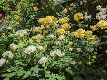 横浜イングリッシュガーデンに投稿された画像（2023/5/15）