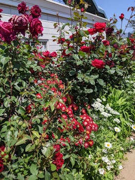 横浜イングリッシュガーデンに投稿された画像（2023/5/15）