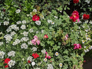 横浜イングリッシュガーデンに投稿された画像（2023/5/15）