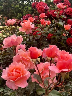 横浜イングリッシュガーデンに投稿された画像（2023/5/15）