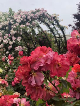 横浜イングリッシュガーデンに投稿された画像（2023/5/15）