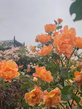 横浜イングリッシュガーデンに投稿された画像（2023/5/15）