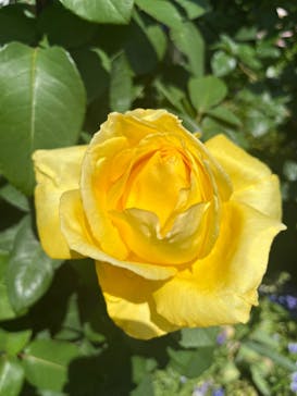 横浜イングリッシュガーデンに投稿された画像（2023/5/15）