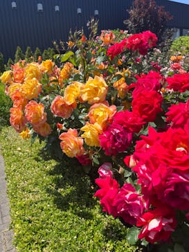 横浜イングリッシュガーデンに投稿された画像（2023/5/15）