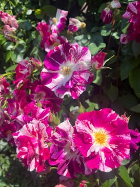 横浜イングリッシュガーデンに投稿された画像（2023/5/15）