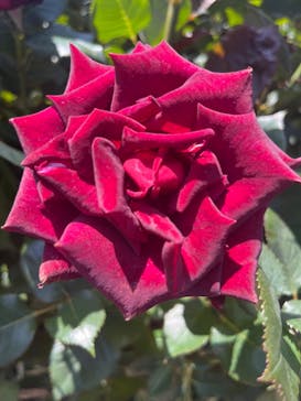 横浜イングリッシュガーデンに投稿された画像（2023/5/15）