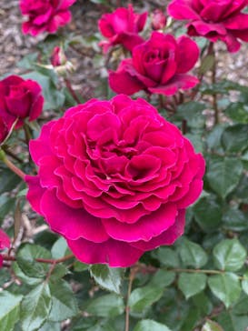 淡路ファームパーク イングランドの丘に投稿された画像（2023/5/16）