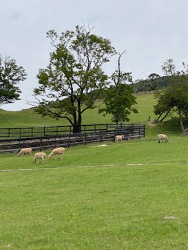 淡路ファームパーク イングランドの丘に投稿された画像（2023/5/16）