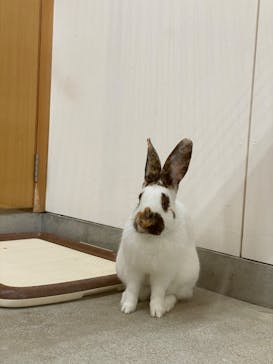 淡路ファームパーク イングランドの丘に投稿された画像（2023/5/16）