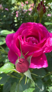 横浜イングリッシュガーデンに投稿された画像（2023/5/16）