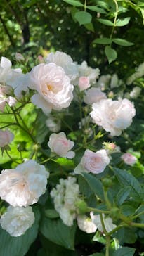 横浜イングリッシュガーデンに投稿された画像（2023/5/16）