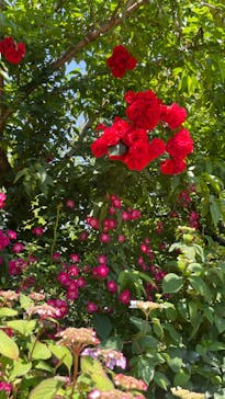 横浜イングリッシュガーデンに投稿された画像（2023/5/16）