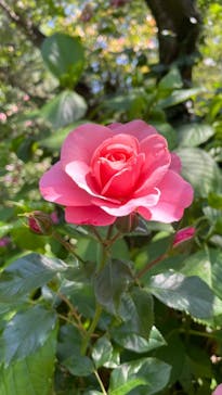 横浜イングリッシュガーデンに投稿された画像（2023/5/16）