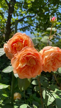 横浜イングリッシュガーデンに投稿された画像（2023/5/16）