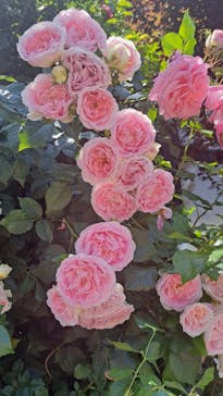 横浜イングリッシュガーデンに投稿された画像（2023/5/16）