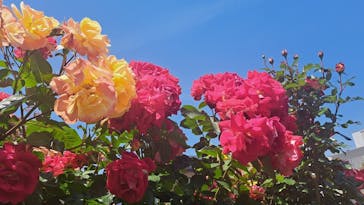 横浜イングリッシュガーデンに投稿された画像（2023/5/16）