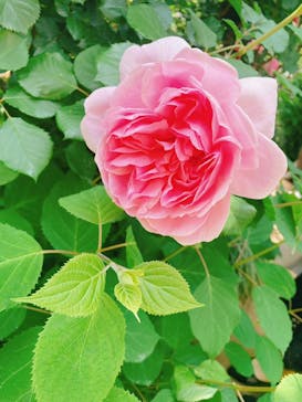 横浜イングリッシュガーデンに投稿された画像（2023/5/16）