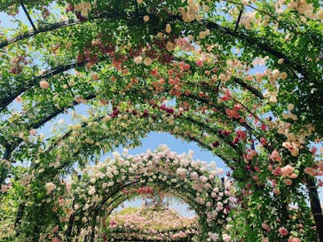 横浜イングリッシュガーデンに投稿された画像（2023/5/16）