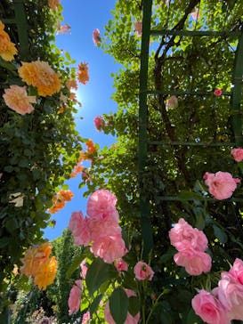 京成バラ園に投稿された画像（2023/5/16）