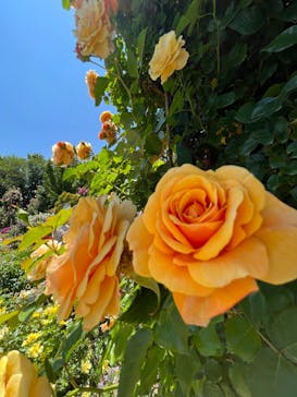 京成バラ園に投稿された画像（2023/5/16）