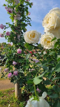 京成バラ園に投稿された画像（2023/5/16）