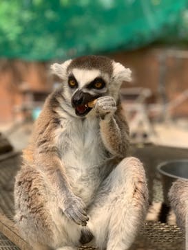 しろとり動物園に投稿された画像（2023/5/16）