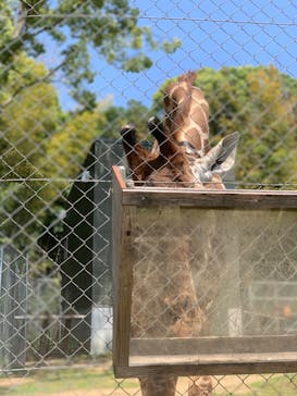 しろとり動物園に投稿された画像（2023/5/16）