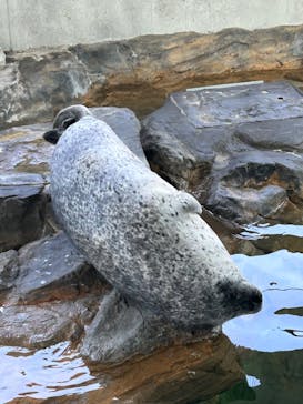 しながわ水族館に投稿された画像（2023/5/16）