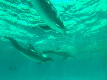 しながわ水族館に投稿された画像（2023/5/16）