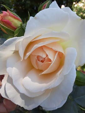 京成バラ園に投稿された画像（2023/5/16）