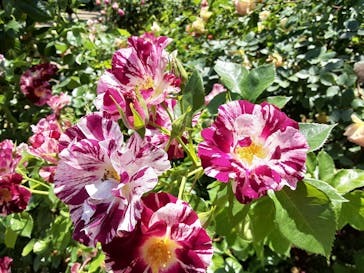 京成バラ園に投稿された画像（2023/5/16）