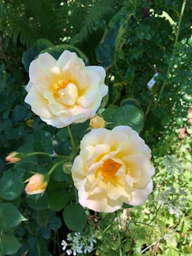 横浜イングリッシュガーデンに投稿された画像（2023/5/16）