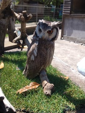 伊豆アニマルキングダムに投稿された画像（2023/5/16）