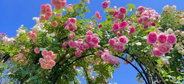 横浜イングリッシュガーデンに投稿された画像（2023/5/16）