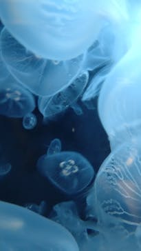 上越市立水族博物館 うみがたりに投稿された画像（2023/5/16）