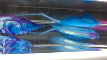 上越市立水族博物館 うみがたりに投稿された画像（2023/5/16）