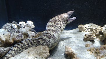 上越市立水族博物館 うみがたりに投稿された画像（2023/5/16）