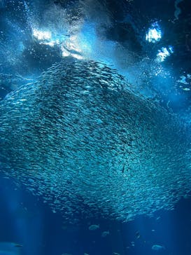 アクアワールド茨城県大洗水族館に投稿された画像（2023/5/16）