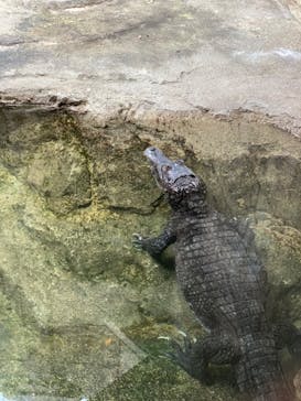 沖縄こどもの国に投稿された画像（2023/5/16）
