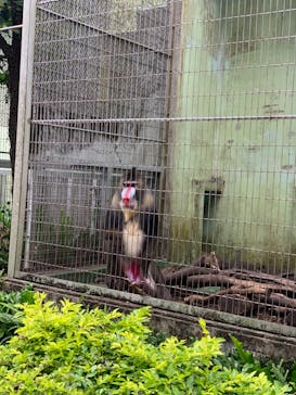 沖縄こどもの国に投稿された画像（2023/5/16）