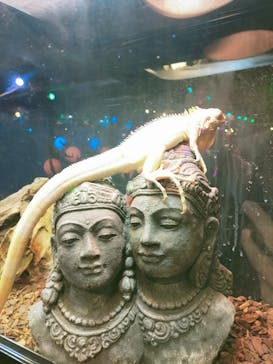 NARA IKIMONO MUSEUMに投稿された画像（2023/5/16）