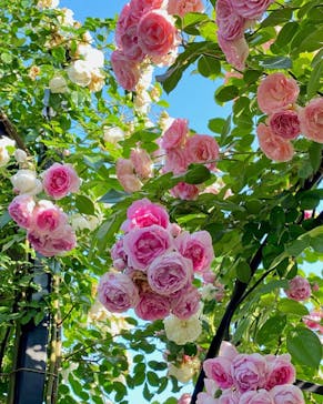 横浜イングリッシュガーデンに投稿された画像（2023/5/17）